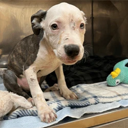 Abandoned dogs being found in ‘deplorable condition,’ Brampton warns