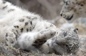 ‘Love at first sight’: Snow leopard at Toronto Zoo pregnant for 1st time