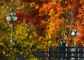 As warm weather lingers, what that means for fall – and leaf colours