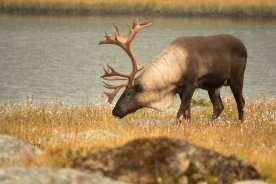 Jasper’s caribou breeding program slowly recovers after wildfire