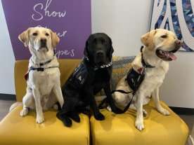 Zebra Centre welcomes dogs Moose and Zeppelin: ‘These guys were born to do this’