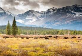 3 bison harvested in Indigenous-led ceremonial hunt in Banff National Park