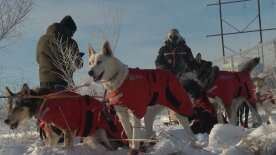 People brave the cold to dog sled near Saskatoon