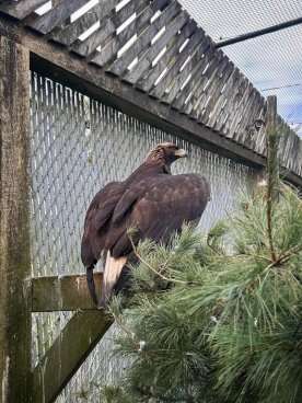 Nova Scotia wildlife centre waiting on good weather to release wandering golden eagle