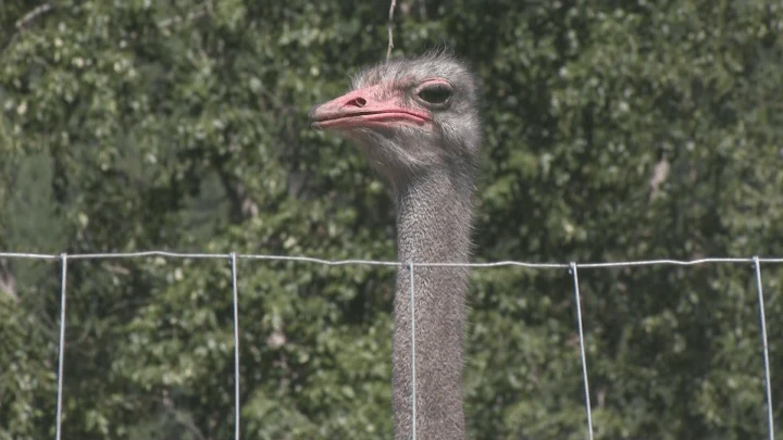 Billionaire and Dr. Oz rally for Edgewood, B.C. ostrich farm ahead of planned cull