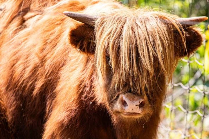 Pair of shaggy Highland cattle making their debut at the Toronto Zoo