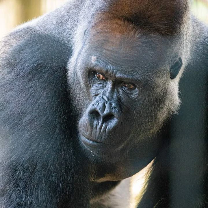 Toronto Zoo says 2 female gorillas injured after altercation with new male silverback