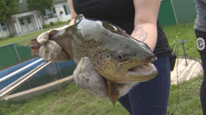 Deep impacts: Manitoba wildfires could threaten aquatic ecosystems