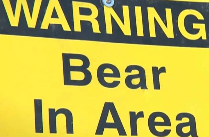 Selkirk urged to stay ‘bear aware’ after animal sighting in city’s north end