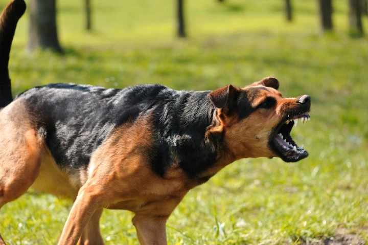 Woman charged following fatal dog attack in Gravenhurst, Ont.