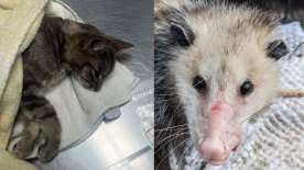 Cat, opossum impaled by arrows in Hamilton prompts police probe