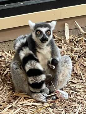 Saskatoon zoo welcomes baby ring-tailed lemur this week