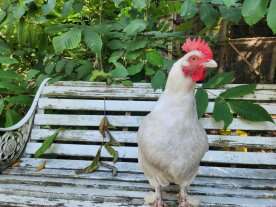 North Vancouver woman pleads for stolen chicken’s return: ‘they stole a family member’