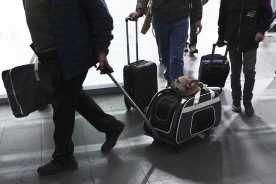 Quebec bans transport of some wild animals in nearly 100 communities over rabies risk