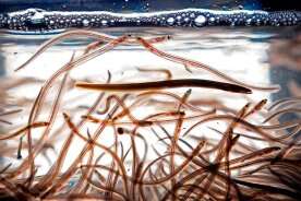 DFO says commercial elver fishers won’t be compensated under new quota plan