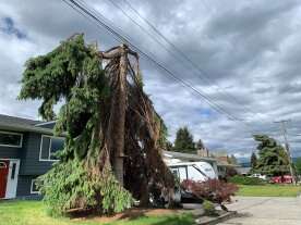 Kelowna residents call out FortisBC for tree-trimming practices: ‘I was shocked’