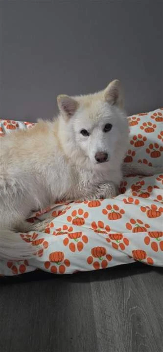 Edmonton family reunited with dog missing for 3 weeks in Rockies