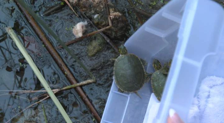 ‘It is really sad’: Western painted turtles saved from what’s left of B.C. lake