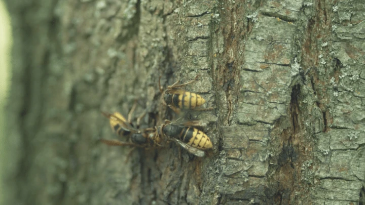 Have you noticed an increase in wasp activity around Toronto? Here’s why