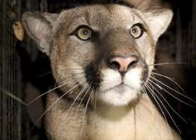 Cougar warning issued for Banff National Park campground