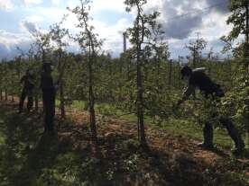 ‘They’re filling strollers’: Inflation leading to theft at Ontario apple farms