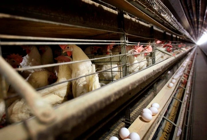 Collective bargaining deal reached in Quebec slaughterhouse labour dispute