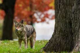 Toronto pledges action on coyotes after incidents in Fort York, Liberty Village areas