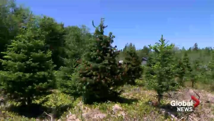 Christmas tree growers in Maritimes worried about mould causing root rot