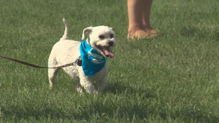 New rules for pets in Edmonton as city revamps bylaw