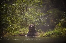 Man recovering from injuries after ‘defensive’ grizzly bear attack in B.C.