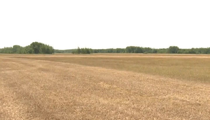 ‘Getting pretty bleak’: Drought conditions lead to agricultural disaster for Interlake RMs