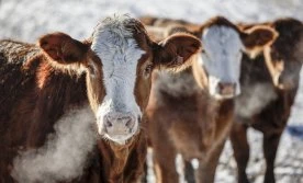 Farmers pleased but anxious after Alberta pauses new on-farm slaughter sale limits