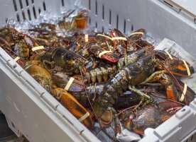 From lobsters to oil and gas: Maritime businesses unsure of U.S. tariff impact