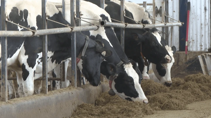 New Brunswick delays phase-out of equine vet program