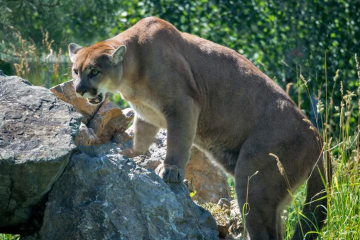 B.C. man attacked by cougar has minor injuries after he says he punched it