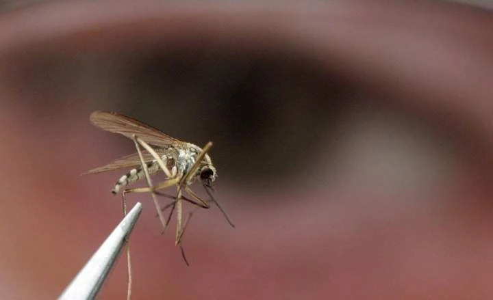 West Nile virus is back. Where it’s been found, and what you should know