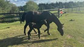 Pregnant mare found on B.C. logging road gets new start with her foal