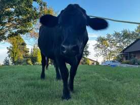 Holy cow! Bull spotted roaming free in Central Elgin