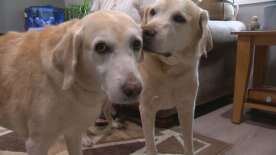 From New Jersey to Regina: Sibling seeing eye dogs reunited after 11 years