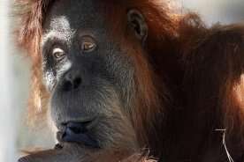 Orangutan briefly escapes habitat at Toronto Zoo, returned safely