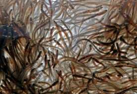 Federal fisheries proposal would slash commercial elver quota in 2025