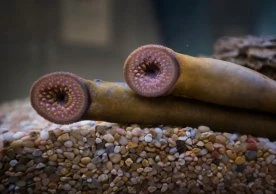 Efforts to limit population of invasive ‘vampire fish’ in Canada’s Great Lakes underway