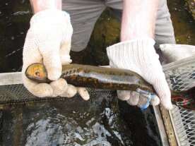 A parasitic invasive species threatens Great Lakes fish populations, $7B industry