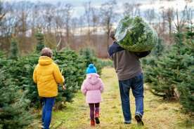 Why surging demand for Christmas trees is facing a flurry of problems