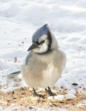 Christmas bird count ‘really helpful’ for tracking populations, having fun