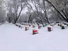 Tough year ahead for beekeepers, says Manitoba apiarist