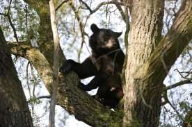 Bear that attacked hunter who shot it in Summerland, B.C. not yet found: Conservation Office