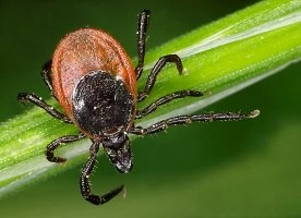 Tick season is back. How to stay safe around these risky bloodsuckers