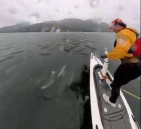 B.C. man in close encounter with dolphin pod