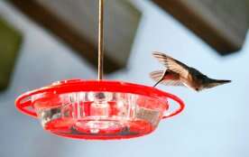 New study offers insight into hummingbirds’ hibernation-like rest